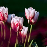 tulips-200317
